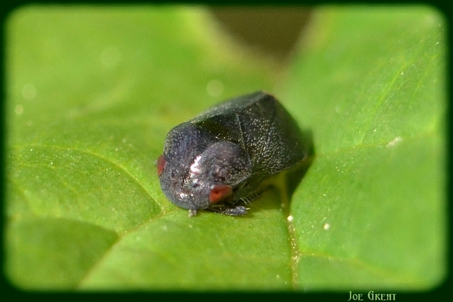 Penthimia nigra - fekete kabóca