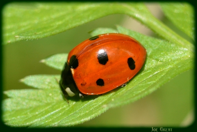 Coccinella septempunctata - hétpettyes katica