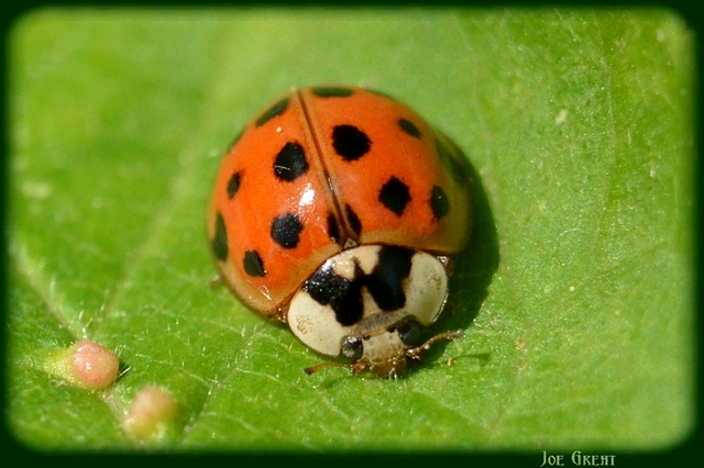 Harmonia axyridis - harlekinkatica