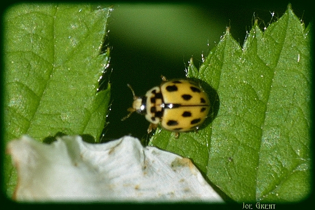 Propylea quatuordecimpunctata - tizennégypettyes füsskata