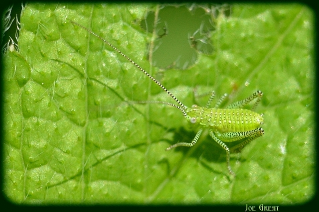 Leptophyes