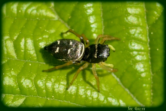 Heliophanus