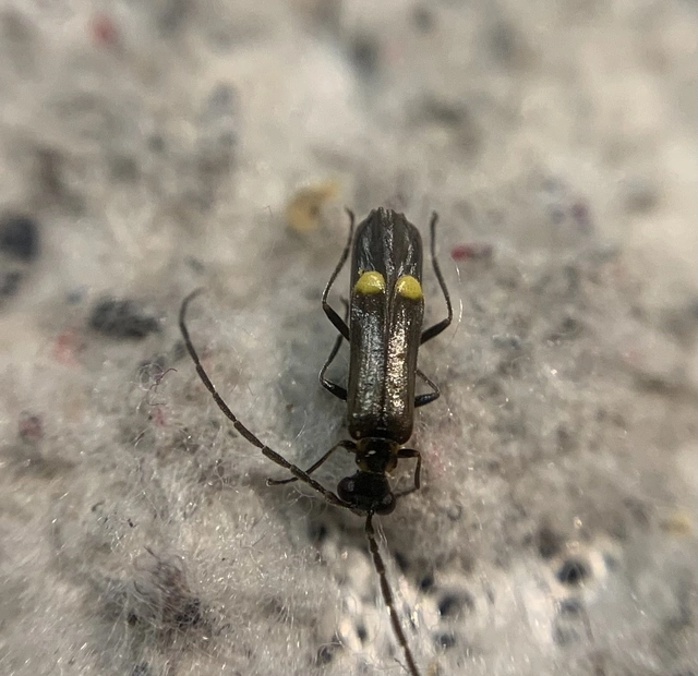 Malthodes marginatus Malthodes marginatus