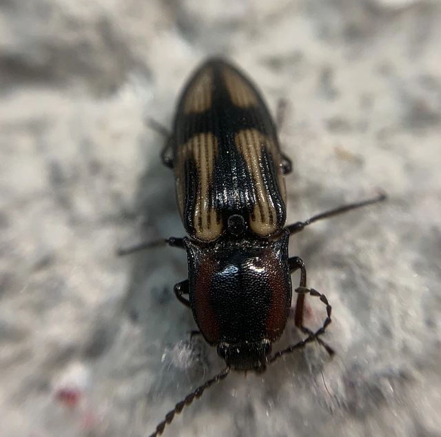 Selatosomus cruciatus - keresztes pattanó