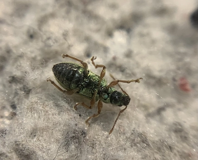 Phyllobius seladonius - kardlábú levélormányos
