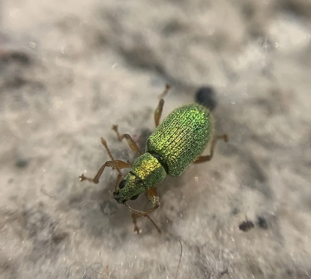 Phyllobius seladonius - kardlábú levélormányos
