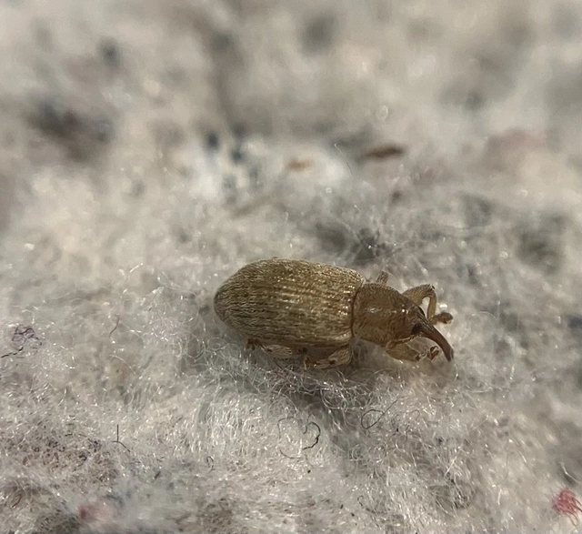 Dorytomus villosulus - sárgás hangormányos