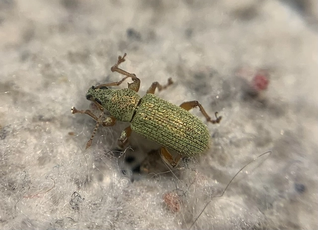 Phyllobius seladonius - kardlábú levélormányos