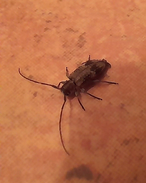 Exocentrus adspersus - tölgyfa-rőzsecincér