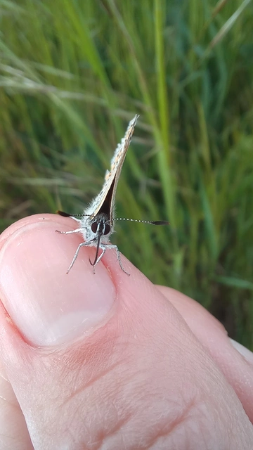 Lycaena thersamon - kis tűzlepke