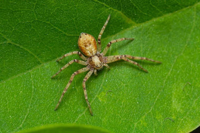 Philodromus