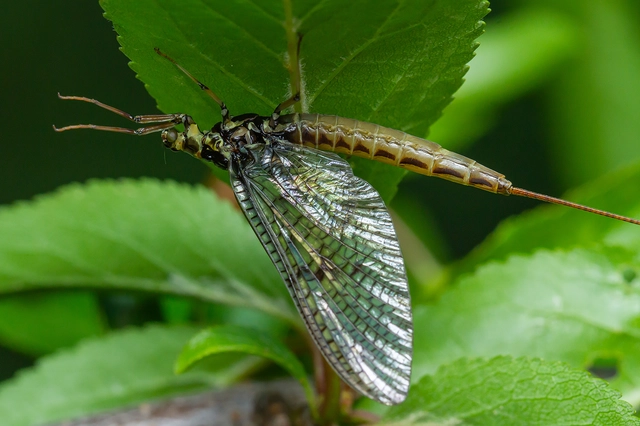 Ephemera vulgata - közönséges tarkakérész Ephemera vulgata - közönséges tarkakérész