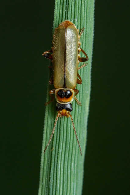 Metacantharis clypeata - tavaszi lágybogár