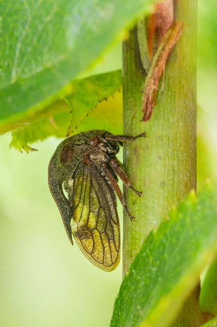 Centrotus cornutus - szarvaskabóca