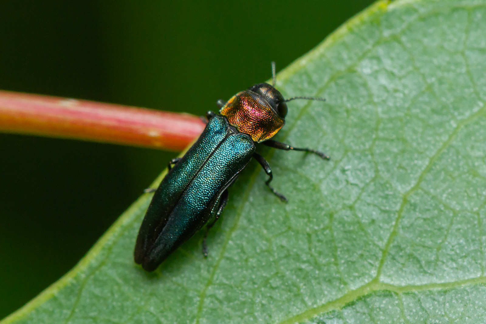 Agrilus pratensis - kétszínű karcsúdíszbogár