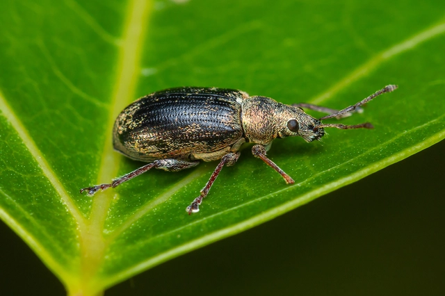 Phyllobius pyri - gyümölcsfa-levélormányos