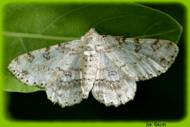 Ascotis selenaria - holdas faaraszoló