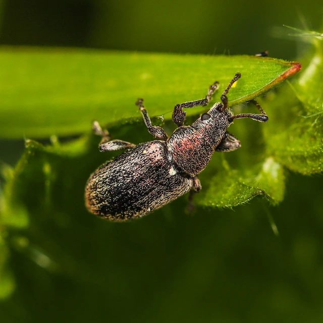 Phyllobius pyri - gyümölcsfa-levélormányos