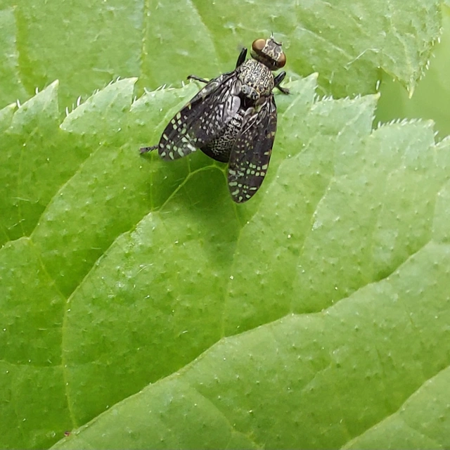 Platystoma