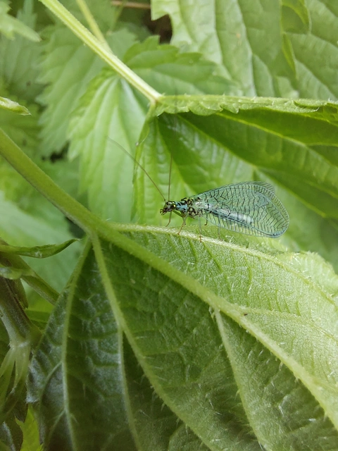 Chrysopa perla - aranyszemű fátyolka Chrysopa perla - aranyszemű fátyolka