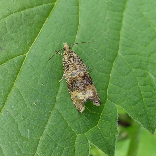 Celypha lacunana - vízparti tükrösmoly