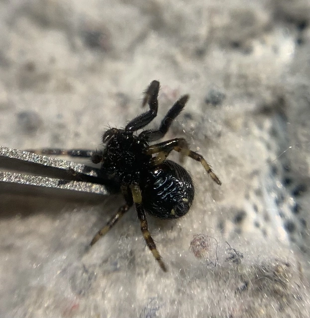 Synema globosum - fekete-sárga karolópók