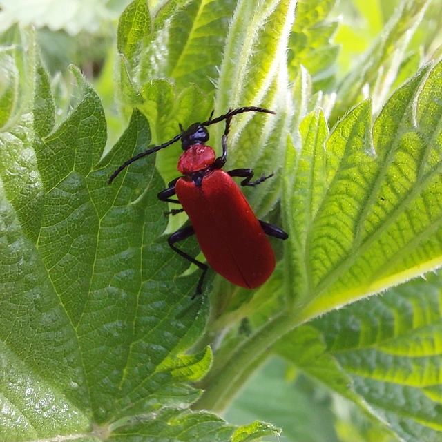 Pyrochroa coccinea - nagy bíborbogár