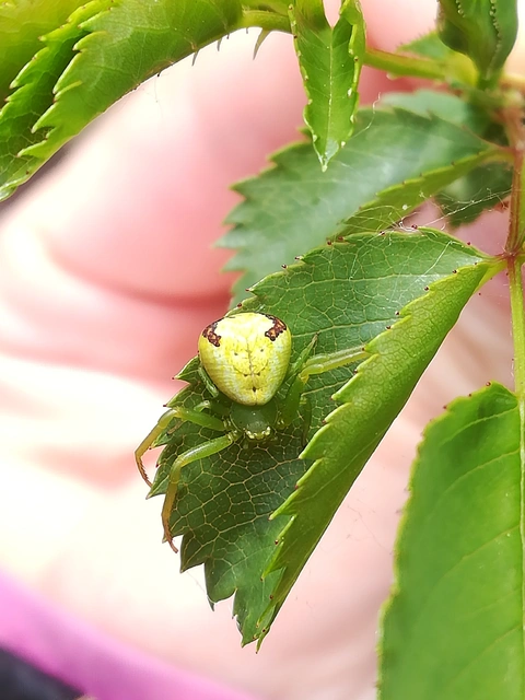 Ebrechtella tricuspidata - alakoskodó karolópók