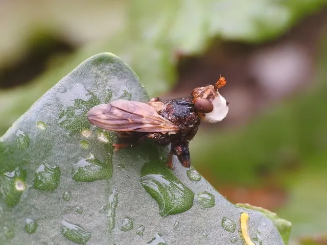 Myopa