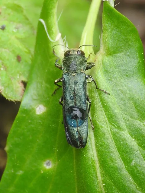 Agrilus angustulus - közönséges karcsúdíszbogár
