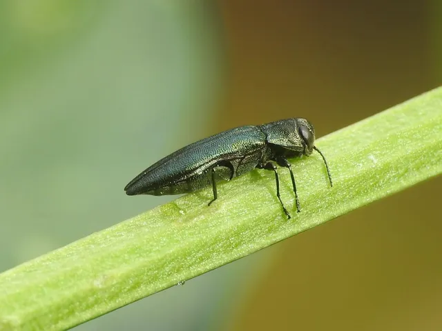 Agrilus angustulus - közönséges karcsúdíszbogár