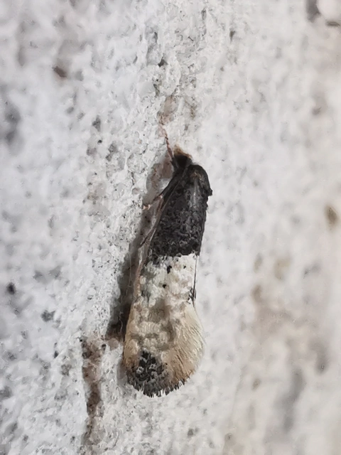 Trichophaga