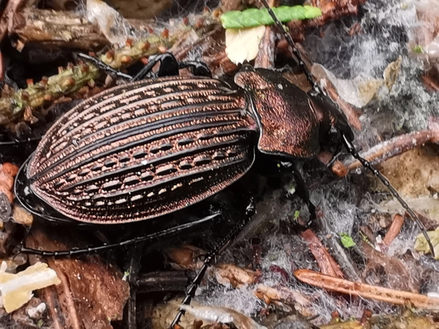 Carabus ulrichii - rezes futrinka Carabus ulrichii - rezes futrinka