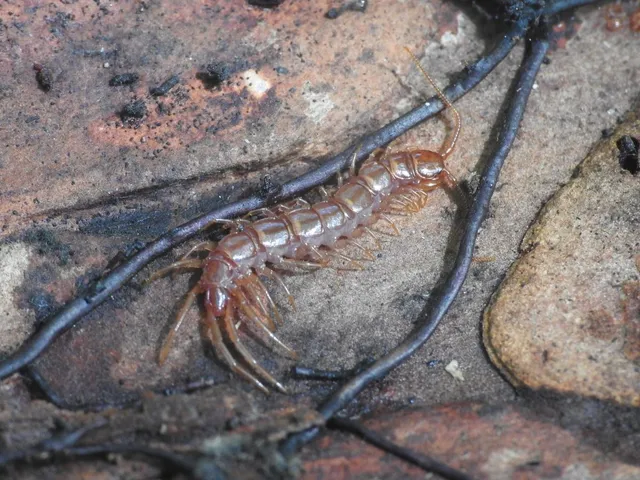 Chilopoda - Százlábúak