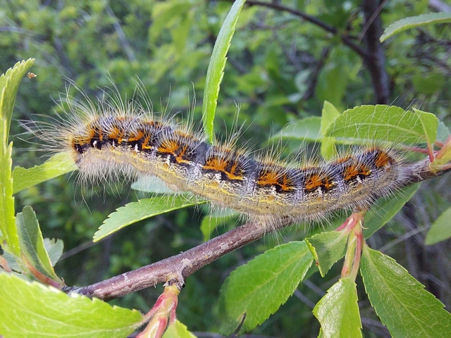 Trichiura crataegi - galagonyaszövő