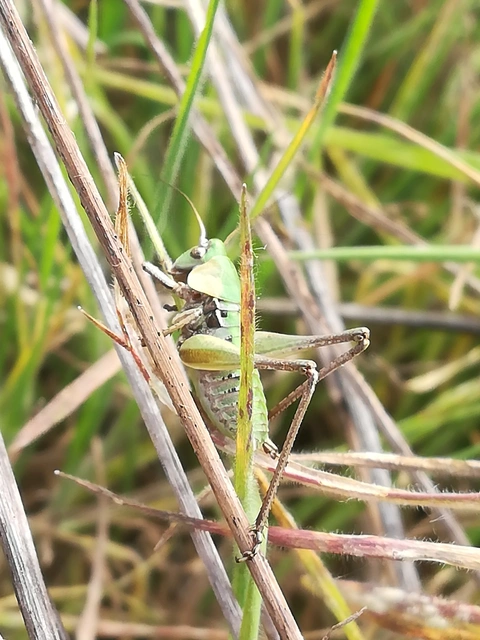 Decticus verrucivorus - szemölcsevő szöcske