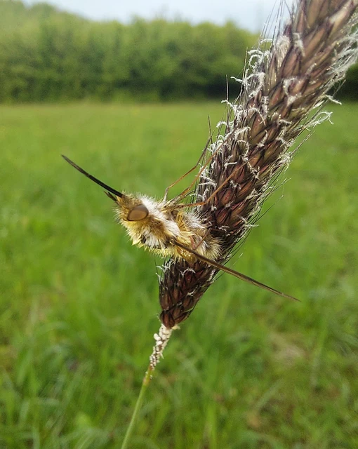 Bombylius major - szegélyes pöszörlégy