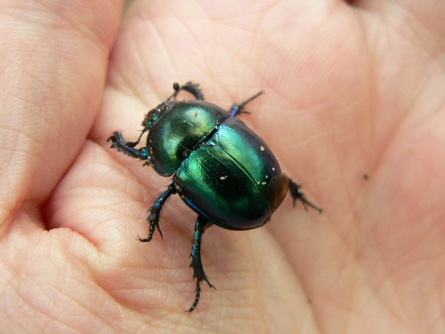Trypocopris vernalis - tavaszi álganéjtúró
