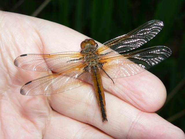Libellula fulva - kisfoltos laposacsa