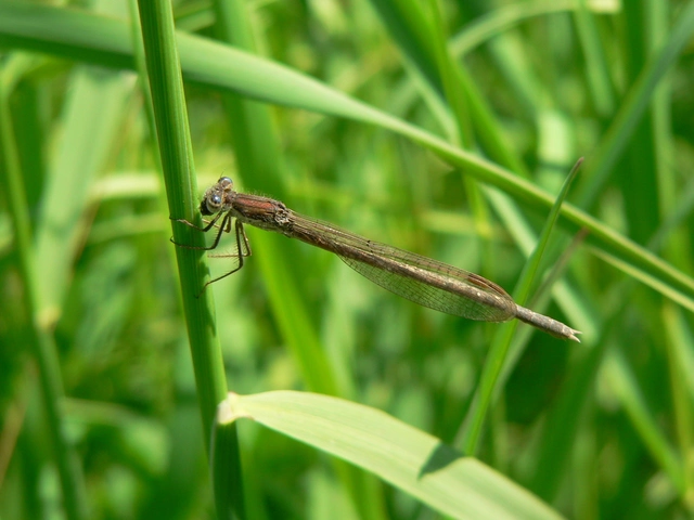 Sympecma fusca - téli rablószitakötő
