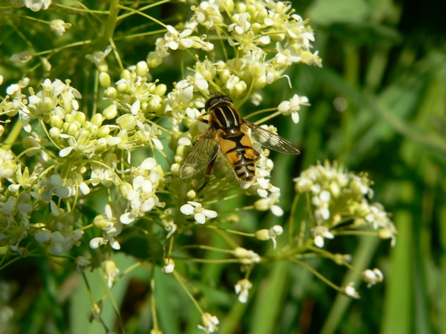 Helophilus pendulus - közönséges mocsárilégy