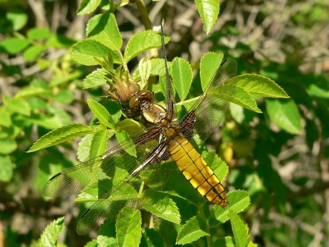 Libellula depressa - széles laposacsa