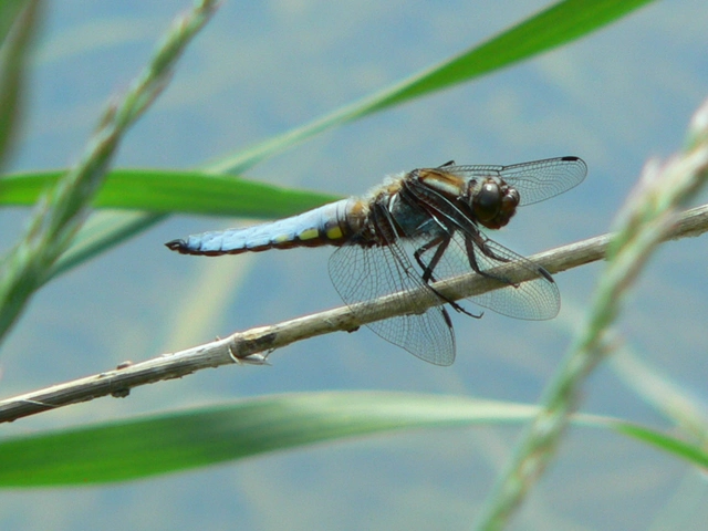 Libellula depressa - széles laposacsa