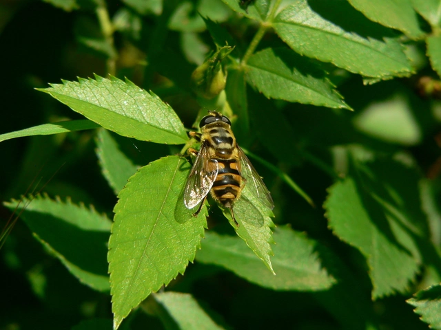 Myathropa florea - halálfejes odúlégy