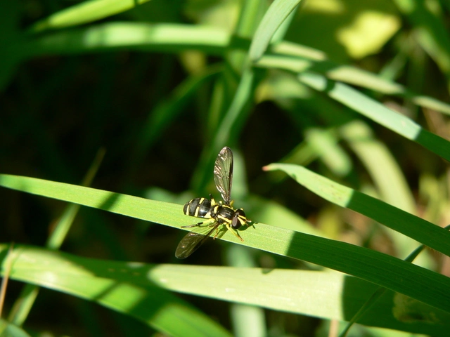 Xanthogramma