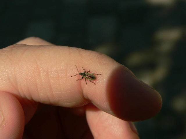Phyllobius betulinus - változékony levélormányos