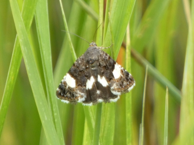 Tyta luctuosa - fekete nappalibagoly