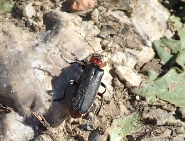 Cantharis rustica - suszterbogár