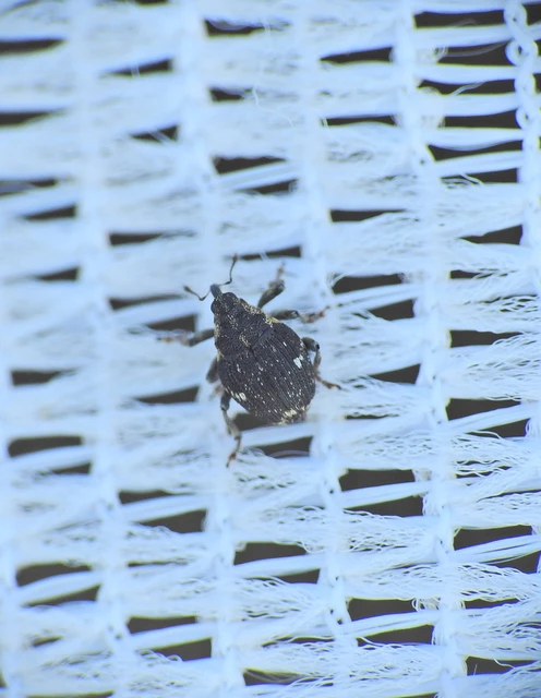 Nedyus quadrimaculatus - közönséges csalánormányos