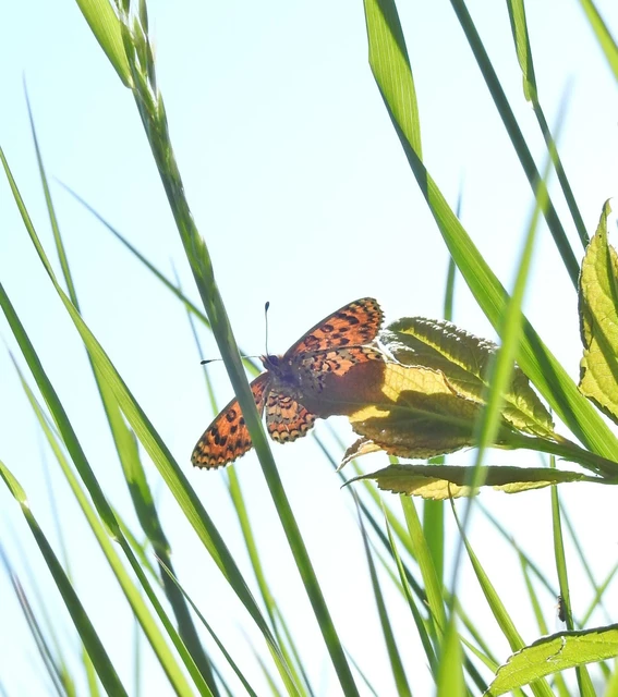 Melitaea trivia - kis tarkalepke